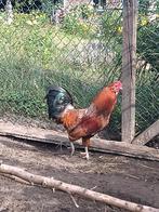 Araucana haan (Gerrit), Mannelijk, Kip