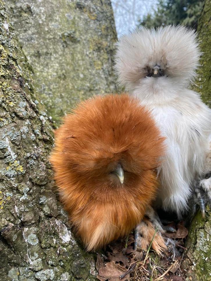 Usa zijdehoen kuikens, Dieren en Toebehoren, Pluimvee, Kip, Geslacht onbekend