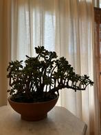 Crassula, deel oude, deel jongere plant, Ophalen, Vetplant, Volle zon, Minder dan 100 cm