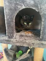 Onze lieve Poes, Poes, Gechipt