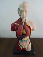 Torso menselijk lichaam anatomie model uitneembare organen, Ophalen of Verzenden, Zo goed als nieuw, Mens