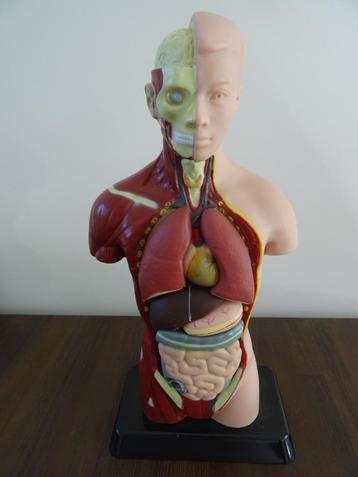 Torso menselijk lichaam anatomie model uitneembare organen beschikbaar voor biedingen