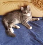 bijzonder mooie lieve kittens ragdoll x siberische kat, Kater, Gechipt