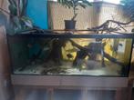 750 liter aquarium, Ophalen, Zo goed als nieuw, Gevuld zoetwateraquarium