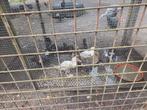 Eenden te koop, Dieren en Toebehoren, Pluimvee, Kip