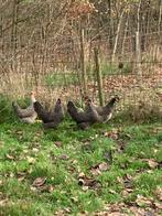 Groenleggers kruising, Dieren en Toebehoren, Pluimvee, Vrouwelijk, Kip