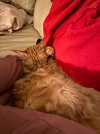 Schitterende en lieve Maine Coon poes, Dieren en Toebehoren, Poes, Met stamboom, 0 tot 2 jaar