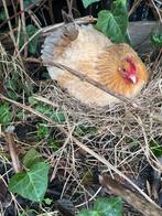 Krielkip bevruchte eieren, Geslacht onbekend, Kip