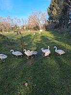 T.k. coscoraba zwanen. Tel 0657246852., Meerdere dieren, Eend