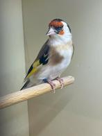 Majur Putter  witkeel man 2024, Dieren en Toebehoren, Mannelijk, Wildzangvogel