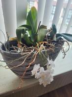Orchidee, Ophalen, Overige soorten, Minder dan 100 cm