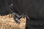 Vogelspinnen-tarantulas aangeboden update 18-9, Dieren en Toebehoren, Spin of Schorpioen