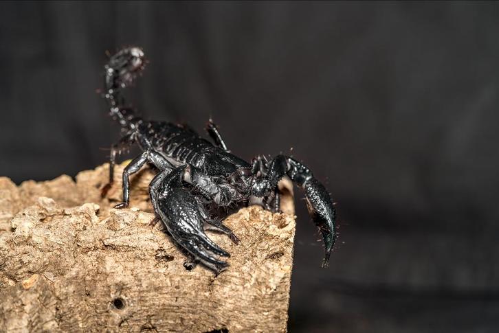 Vogelspinnen-tarantulas aangeboden update 21-9, Dieren en Toebehoren, Insecten en Spinnen, Spin of Schorpioen