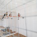 Bourke aqua opaline jonge vogels, Dieren en Toebehoren, Vogels | Parkieten en Papegaaien, Meerdere dieren, Geringd