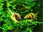 Helena slakken (Slaketende slakken), Dieren en Toebehoren, Vissen | Aquariumvissen, Slak of Weekdier
