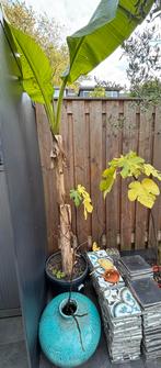 Bananenplant in pot, Ophalen, Volle zon, Vaste plant, Zomer