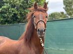Prachtige d pony zoekt forever home, Ruin, Dressuurpony, 3 tot 6 jaar