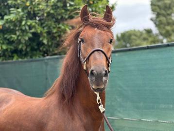 Prachtige d pony zoekt forever home beschikbaar voor biedingen