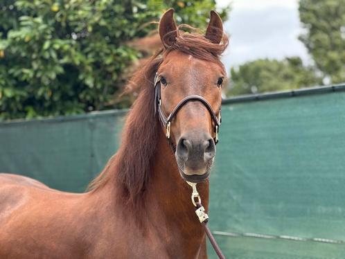 Prachtige d pony zoekt forever home, Dieren en Toebehoren, Pony's, Ruin, Dressuurpony, 3 tot 6 jaar