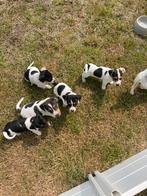Jack Russel pups, Dieren en Toebehoren, Honden | Jack Russells en Terriërs, België, Particulier, Jack Russell Terriër, 8 tot 15 weken