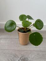 Pannenkoekplant, Huis en Inrichting, Kamerplanten, Ophalen, Overige soorten, Minder dan 100 cm