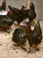 Marans koperzwart hennen, Vrouwelijk, Kip