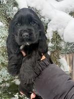 engelse cocker spaniel pups met stamboom, 8 tot 15 weken, Meerdere, Meerdere dieren, Spaniël