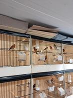 Kapoetsensijs bastaarden F1, Meerdere dieren