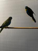 Koppe wildkleur Turquosine parkieten., Dieren en Toebehoren, Meerdere dieren, Parkiet