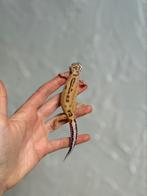 Tremper stripe luipaardgekko vrouw, Hagedis, Tam, 0 tot 2 jaar