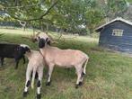 walliser schwarznase stamboek Dekram, Dieren en Toebehoren, Schapen, Geiten en Varkens, Mannelijk, Schaap, 0 tot 2 jaar