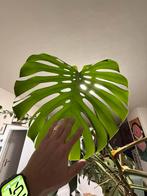Big Monstera, Ophalen, Halfschaduw, Minder dan 100 cm