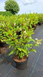 Pluimhortensia’s pinky winky, skyfall, phantum,limelight enz, Volle zon, Eenjarig, Zomer, Ophalen