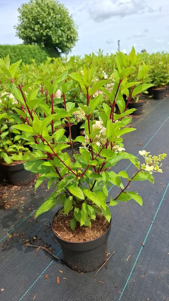 Pluimhortensia’s pinky winky, skyfall, phantum,limelight enz, Tuin en Terras, Planten | Tuinplanten, Eenjarig, Overige soorten