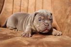 Uniek gekleurde old English bulldog pups, Dieren en Toebehoren, Honden | Bulldogs, Pinschers en Molossers, Bulldog, 8 tot 15 weken