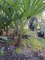 Palmbomen trachycarpus
fortunia winterhard., Ophalen