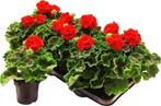 tuinplanten, Ophalen, Zomer, Overige soorten, Halfschaduw