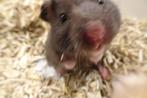 Veel keus in goudhamsters!, Hamster, Juli, Meerdere dieren, Tam