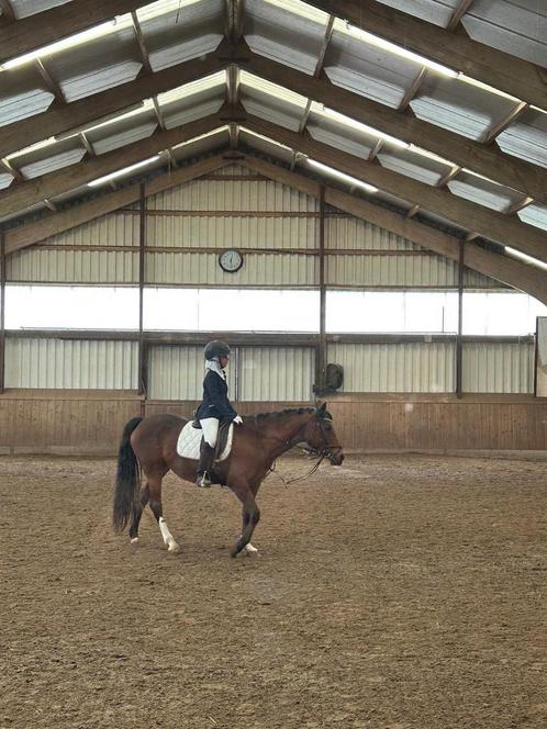Bijrijdpaard/pony gezocht bijrijder aangeboden, Dieren en Toebehoren, Paarden en Pony's | Overige Paardenspullen, Ophalen of Verzenden