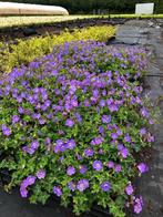 Geranium Rozanne vaste plant, langbloeiend NU € 2,95 p.st., Tuin en Terras, Vaste plant, Halfschaduw, Zomer, Ophalen