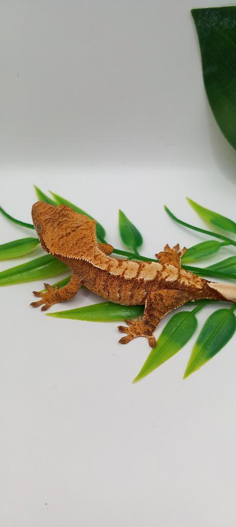 Poss Man Red Extreme Harlequin wimpergekko