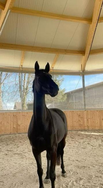Paard gezocht beschikbaar voor biedingen