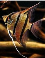 Visbestand, Vis, Zoetwatervis