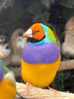 Gouldamandine man, Dieren en Toebehoren, Vogels | Overige Vogels, Mannelijk