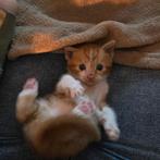 4 kittens alleen de oranje witte zoekt nog een nieuw huisje, Dieren en Toebehoren, Katten en Kittens | Overige Katten