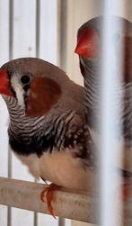 Zebravinken bruin – gezonde mannetjes, Mannelijk, Tropenvogel