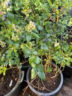 Blauwe bes biologisch, Ophalen, Lente, Overige soorten, Volle zon