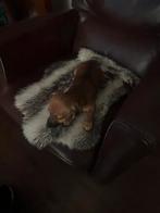 Twee hele mooie jack russel pups een teefjes en een reutje, Dieren en Toebehoren, Honden | Jack Russells en Terriërs, Rabiës (hondsdolheid)