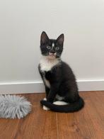 Lieve kittens, nog een poesje en een katertje, Dieren en Toebehoren, Katten en Kittens | Raskatten | Korthaar, Meerdere dieren