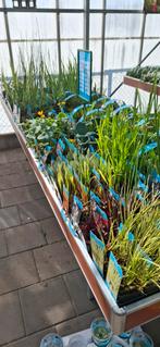 Verschillende waterplanten op voorraad., Ophalen, Zo goed als nieuw